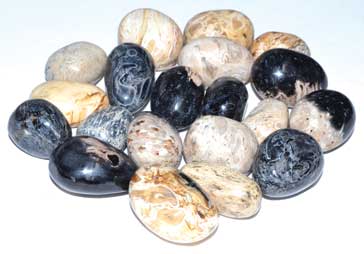 1 lb Palm Root fossil tumbled stones