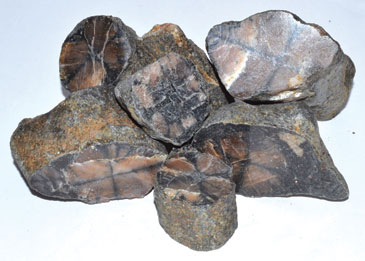 1 lb Chiastolite untumbled stones